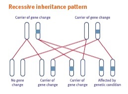 What does a genetic counselor construct to show the inheritance